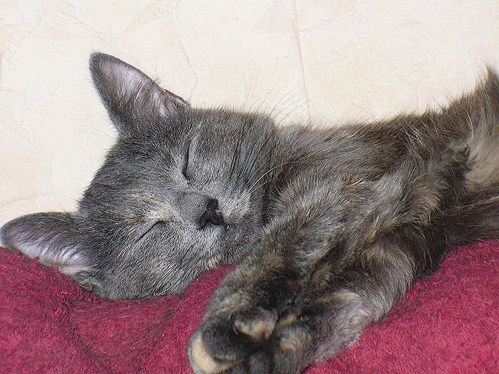 cats,Tinki,Dusya,Тинки,����,ко�ки
