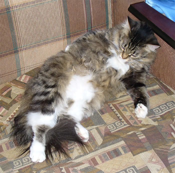 cats,Tinki,Dusya,Тинки,����,ко�ки