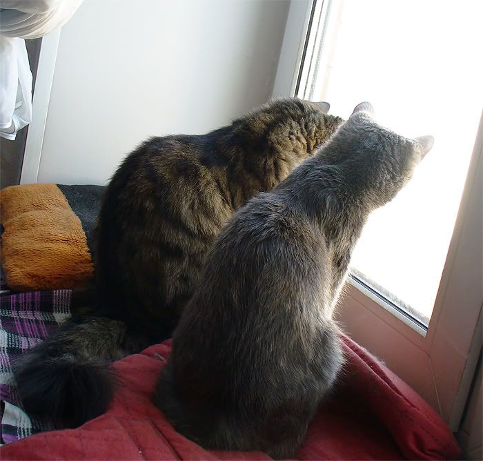 cats,Tinki,Dusya,Тинки,����,ко�ки