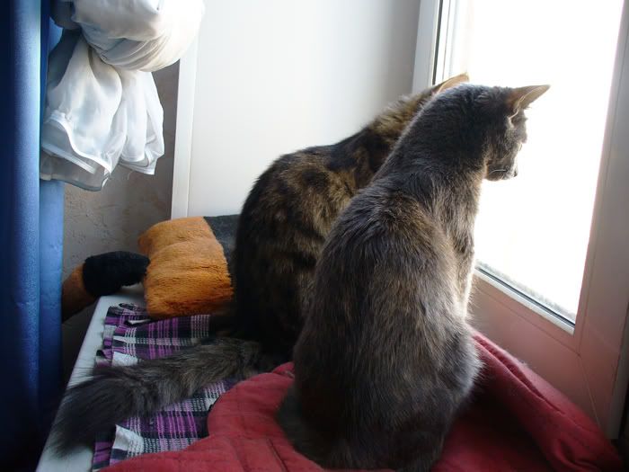 cats,Tinki,Dusya,Тинки,����,ко�ки
