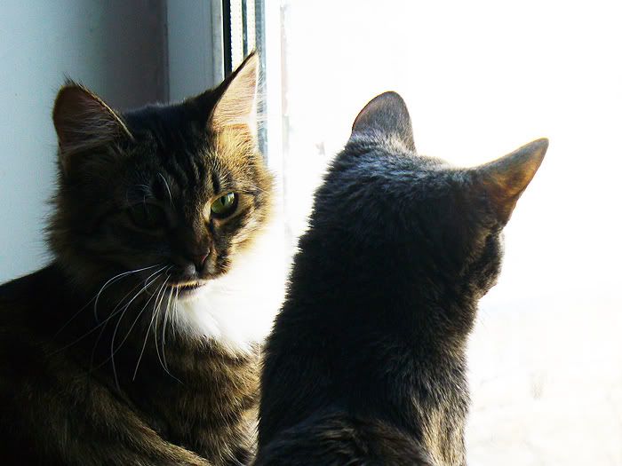 cats,Tinki,Dusya,Тинки,����,ко�ки