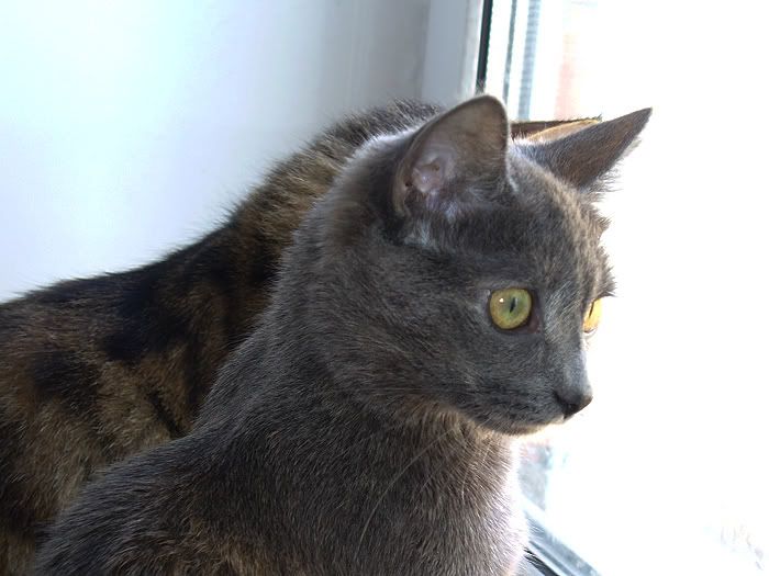 cats,Tinki,Dusya,Тинки,����,ко�ки