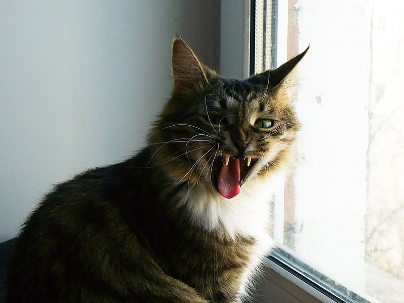 cats,Tinki,Dusya,Тинки,����,ко�ки