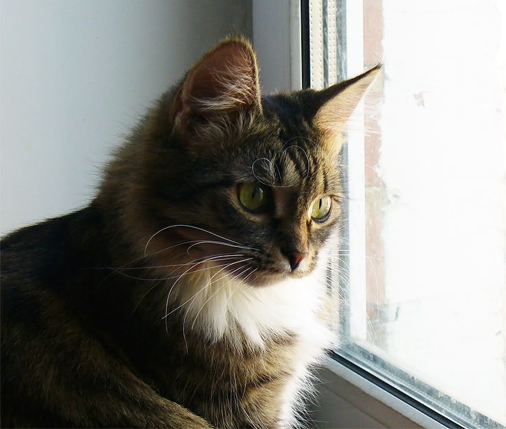cats,Tinki,Dusya,Тинки,����,ко�ки