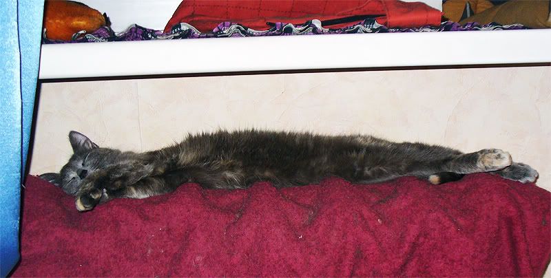 cats,Tinki,Dusya,Тинки,����,ко�ки